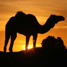 caravan rose du sable, maroc, Ouled Driss, M'Hamid el Ghizlane