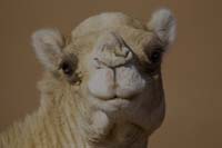 Herzlich willkommen bei der caravane Rose du Sable